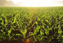 Ukrayna'da geçen yıldan bu yana 300 bin hektar mısır hasat edilmedi