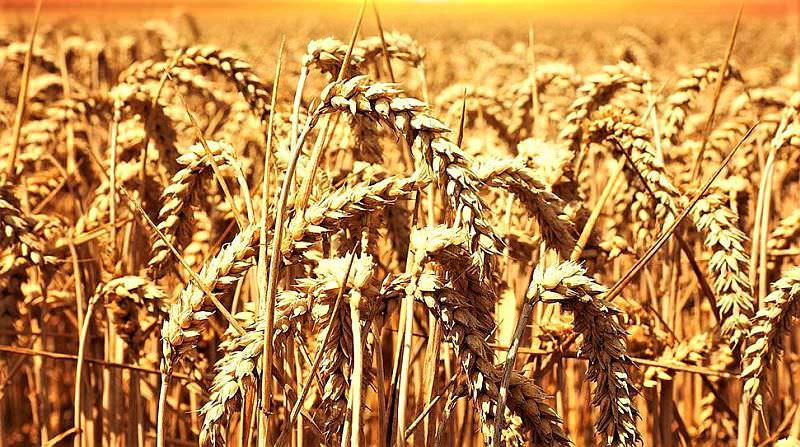Buğday-tarlası